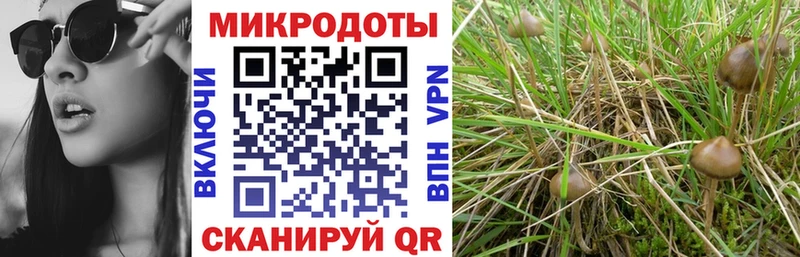 Псилоцибиновые грибы мухоморы Калининград
